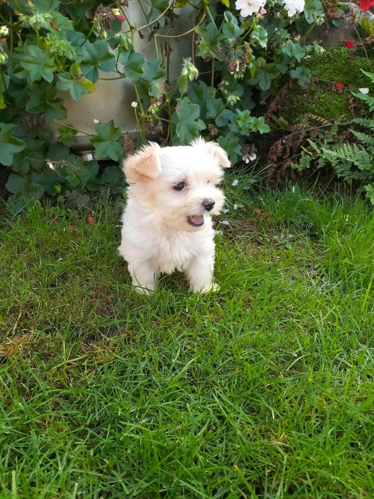 maltezer pups, Dieren en Toebehoren, Maltezer, 8 tot 15 weken, Meerdere, Meerdere dieren