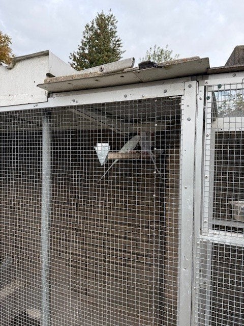 Halsbanden parkieten, Meerdere dieren, Parkiet, Geringd