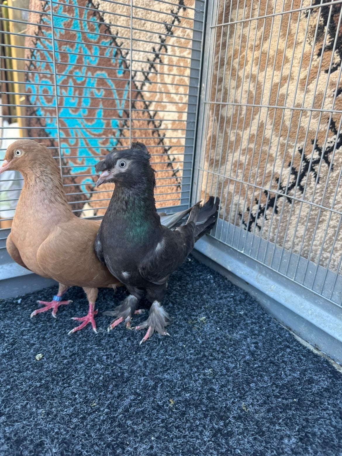 een mooie koppel duiven, Dieren en Toebehoren, Vogels | Duiven