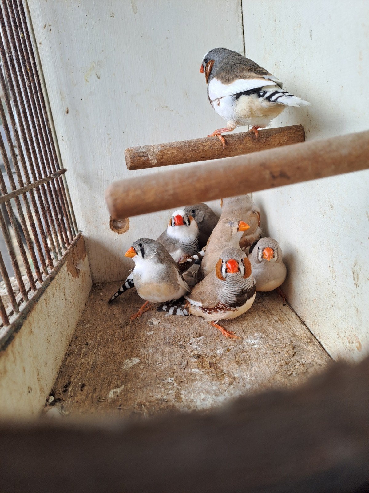 koppels zebravinken, Dieren en Toebehoren, Meerdere dieren, Parkiet