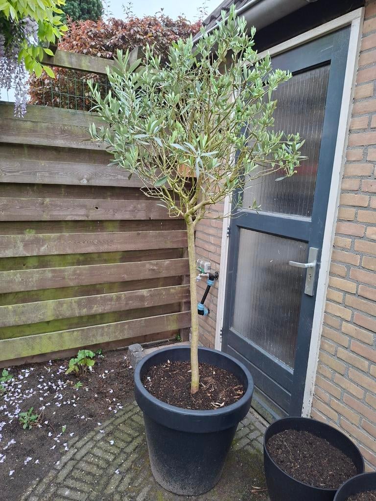 Olijfboom, Lente, 100 tot 250 cm, Olijfboom, Ophalen