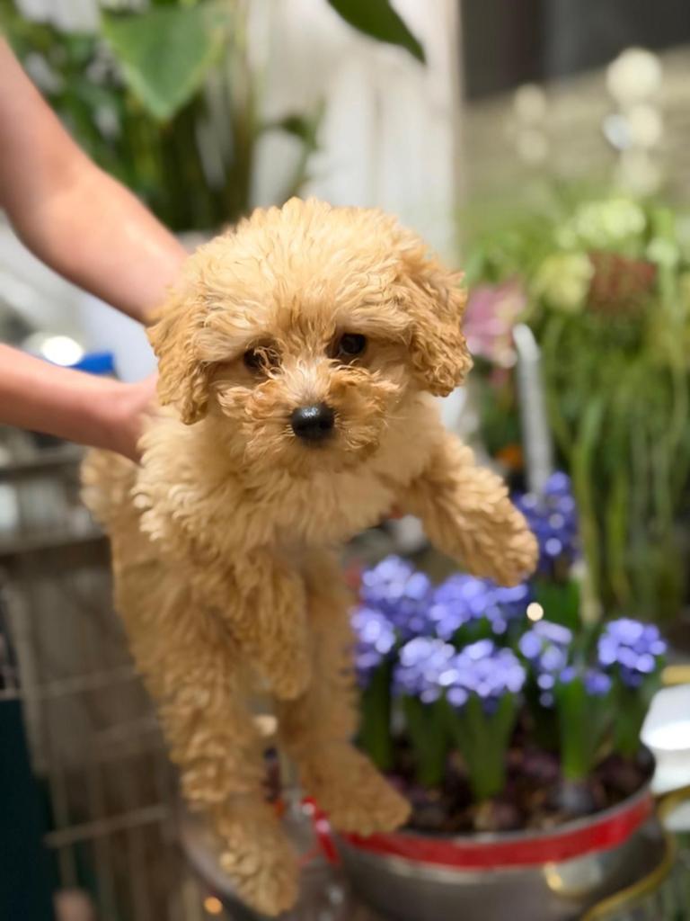 Toy Poedel Pup 5 Maanden Oud – Slim, Lief & Goed Verzorgd, Nederland, 15 weken tot 1 jaar, Teef, Eén hond