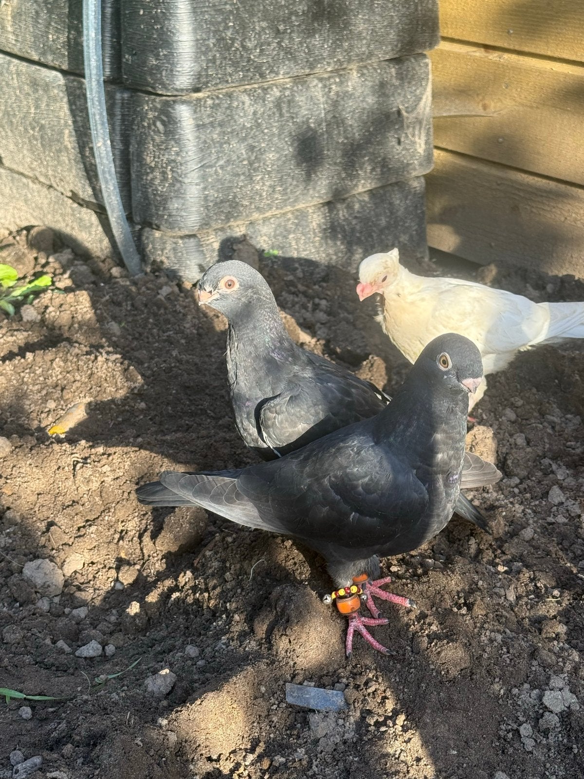 Syrië’s duiven, Meerdere dieren, Postduif