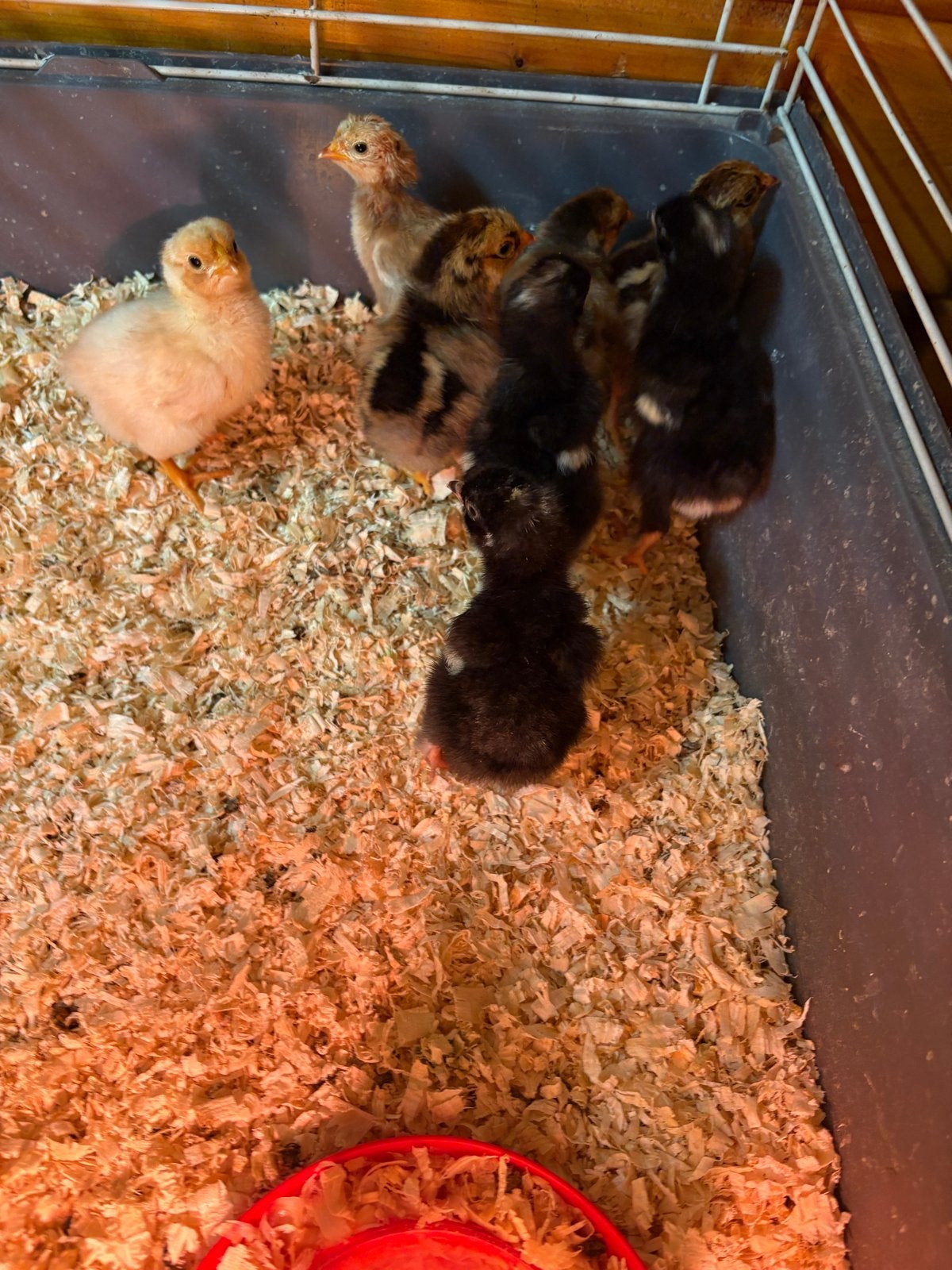 4 wydotte kuikens en 3 mechelse koekoek kuikens te koop, Dieren en Toebehoren, Meerdere dieren, Kip