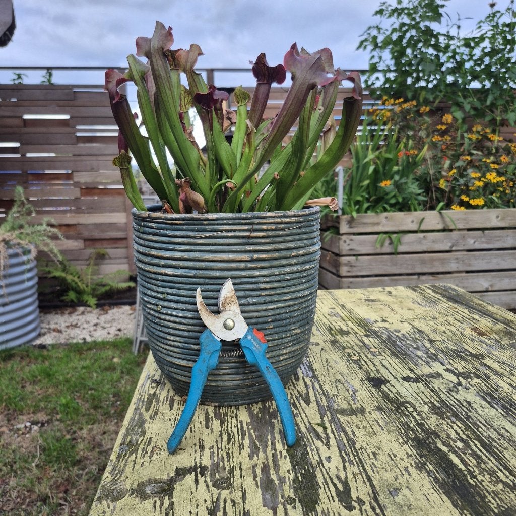 Vleesetende trompetbekerplant Sarracenia in pot, Tuin en Terras, Ophalen, Overige soorten, Volle zon