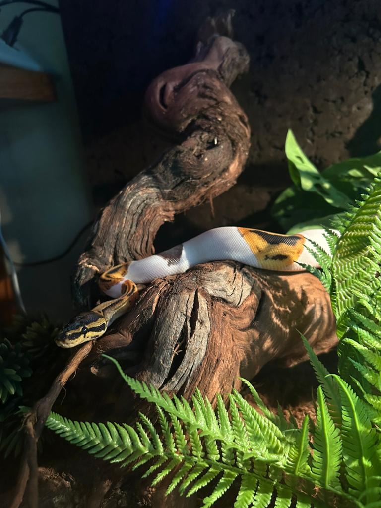 Jonge koningspython + terrarium, Slang, 0 tot 2 jaar