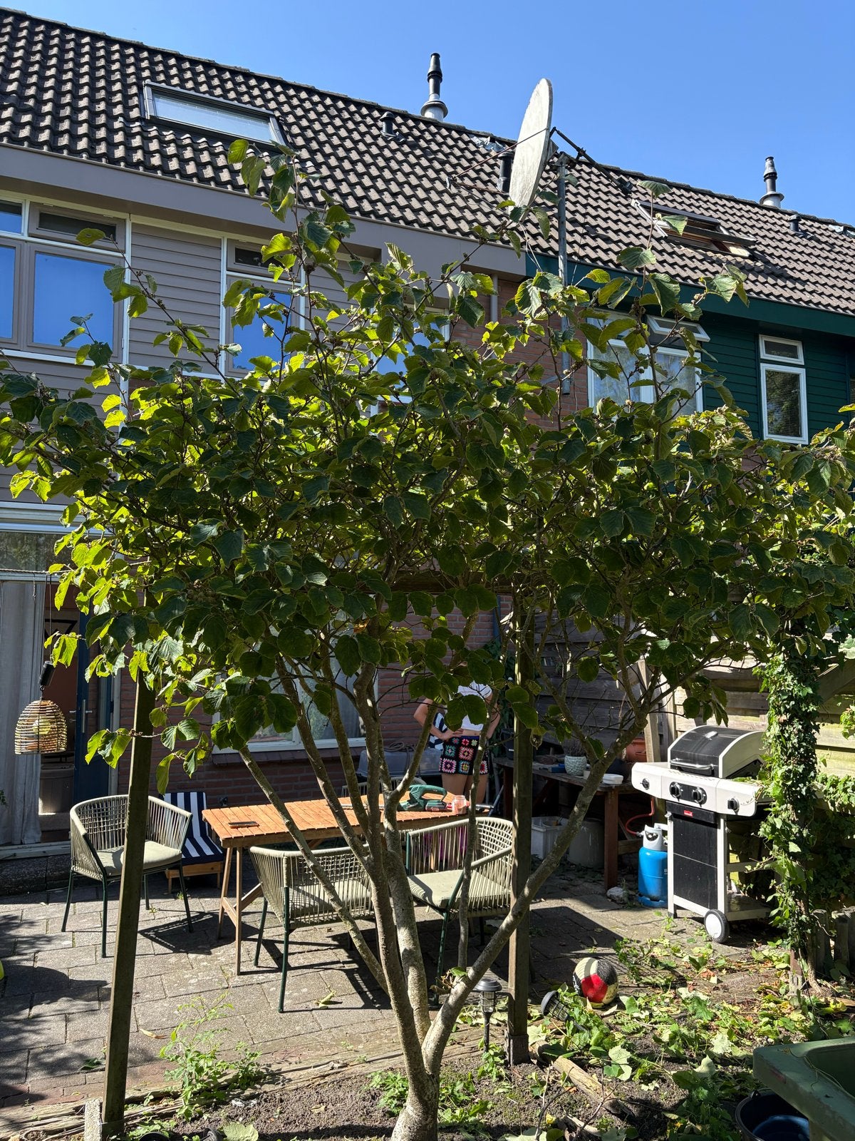 Toverhazelaar (Hamamelis) - Gratis af te halen in Lewenborg, Overige soorten, Vaste plant, Ophalen of Verzenden, Halfschaduw