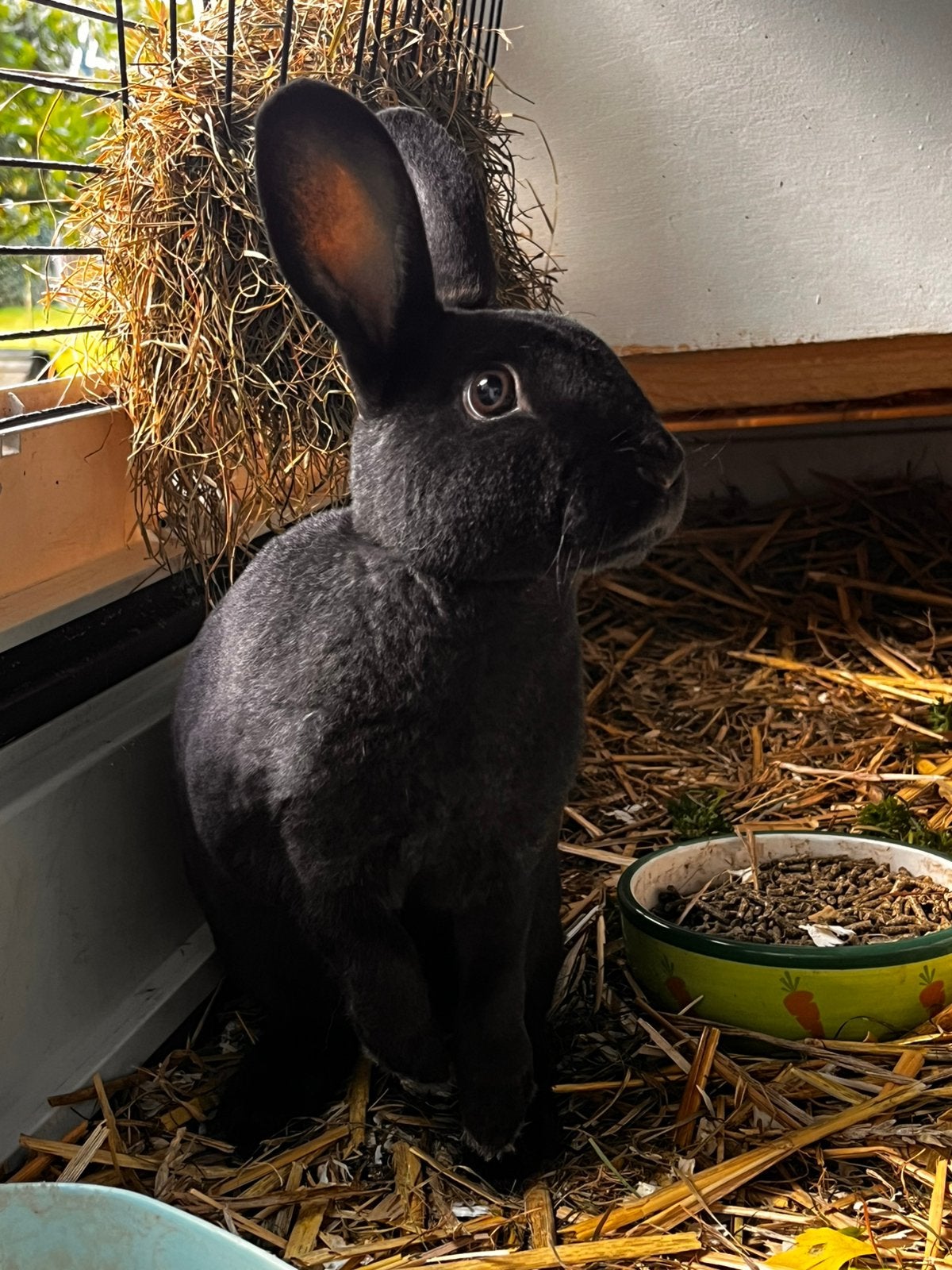 Gratis konijn, Dieren en Toebehoren, Mannelijk, Dwerg