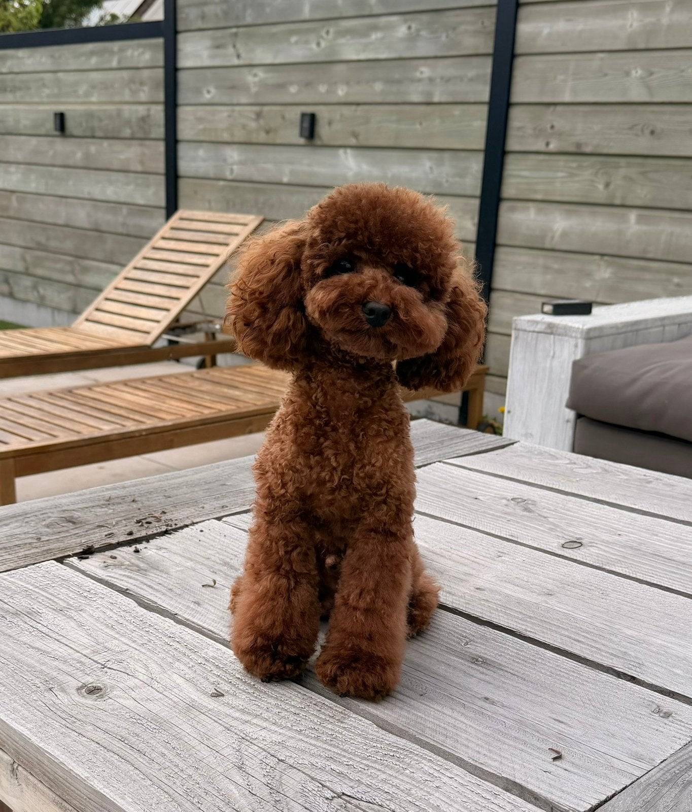 Toypoedel Dekreu met Stamboom, Reu, 1 tot 2 jaar, Parvo, Eén hond
