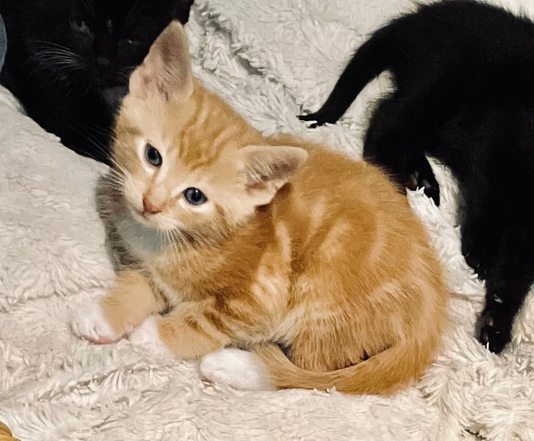 Prachtige kittens incl ENTING en CHECK dierenarts, Kater, Kortharig, 0 tot 2 jaar