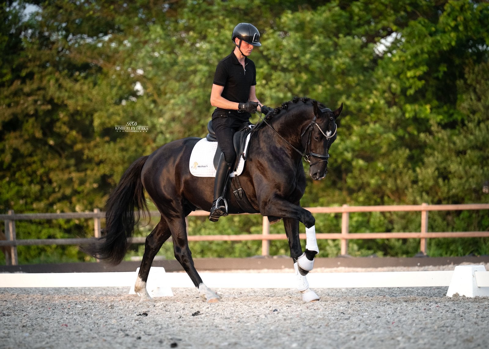 Mooie topbrave zwarte KWPN, Dressuurpaard, Hengst, Met stamboom, B