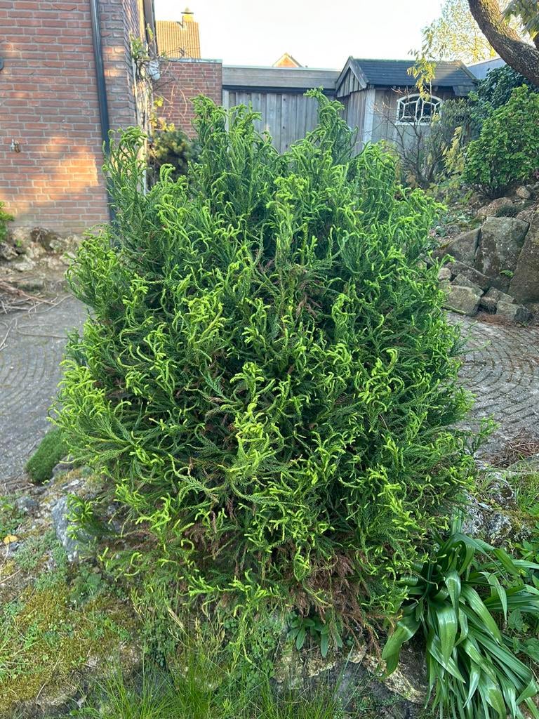 Japanse Hinoki Cipres ‘Tsatsumi Gold’, Ophalen, Conifeer, 100 tot 250 cm