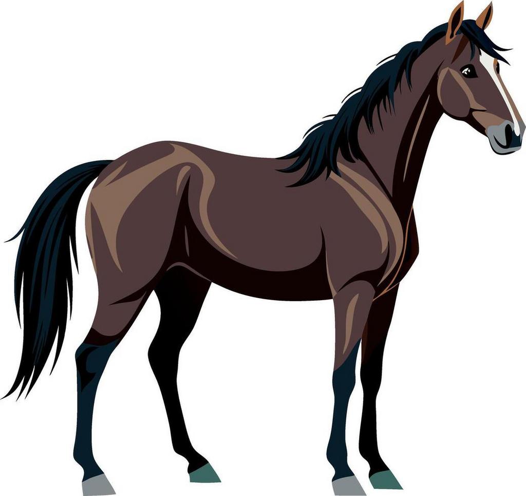 Gezocht paarden ponys, Dieren en Toebehoren, Ophalen