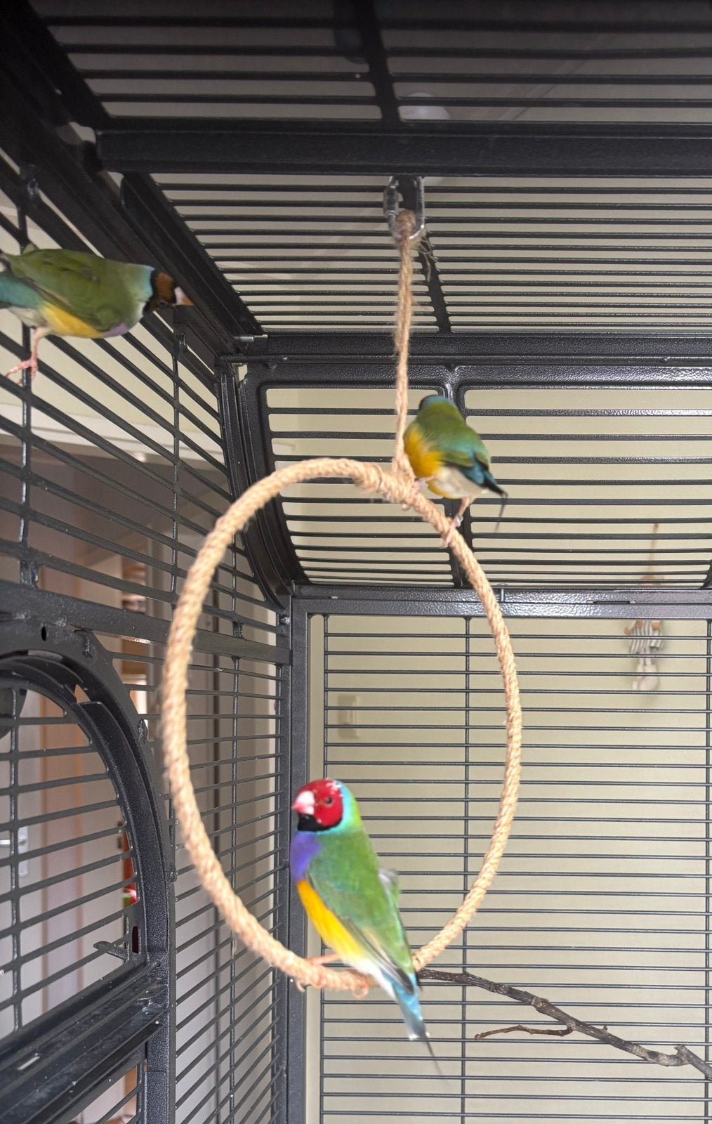 2 koppeltjes Gouldamadines, Dieren en Toebehoren, Vogels | Overige Vogels, Meerdere dieren, Tropenvogel