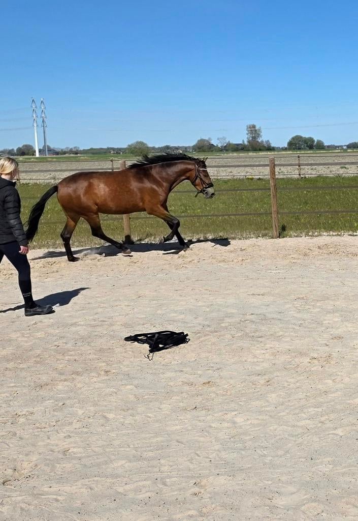 Knappe PRE ruin, 3 jaar, Dieren en Toebehoren, Paarden, Ruin, 3 tot 6 jaar, Recreatiepaard