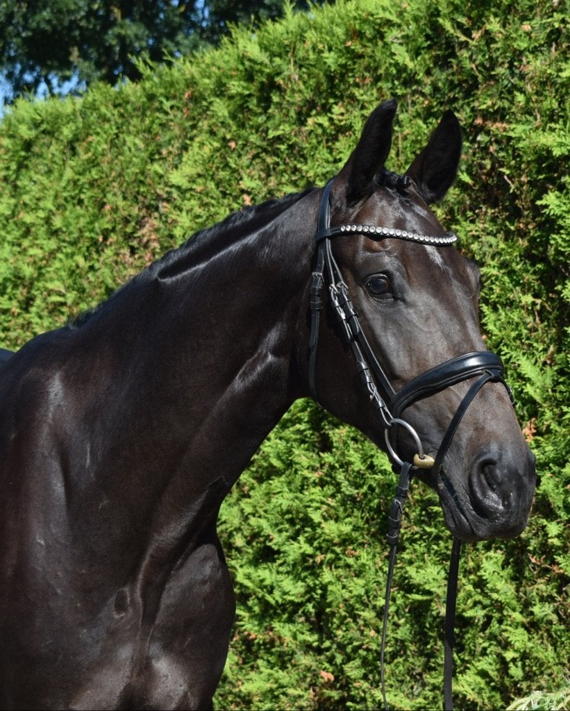 Knappe 4-jarige springmerrie!, Merrie, Springpaard, Met stamboom, Zadelmak