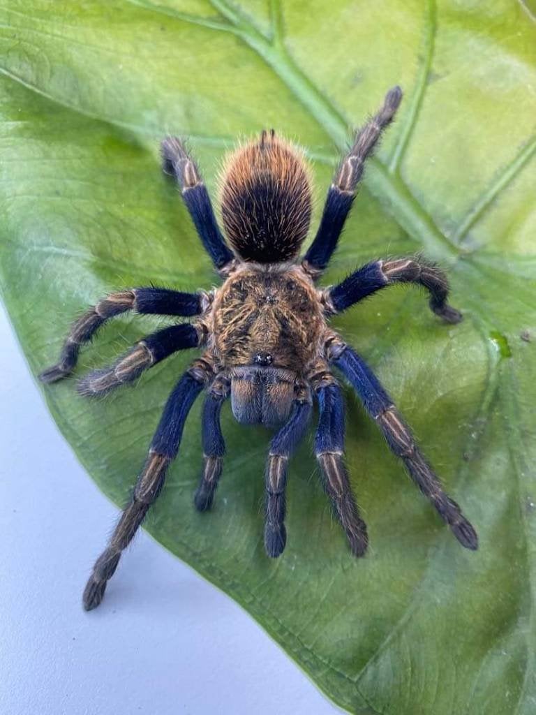 Vogelspinnen, schorpioenen, springspinnen  en meer (26-8), Dieren en Toebehoren, Spin of Schorpioen