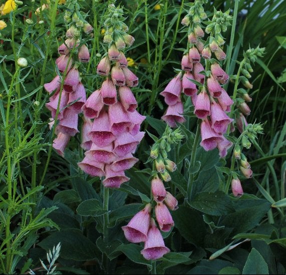 Tuinplanten - Digitalis Mertonensis - Chemievrij, Tuin en Terras, Planten | Tuinplanten, Overige soorten, Vaste plant, Ophalen of Verzenden