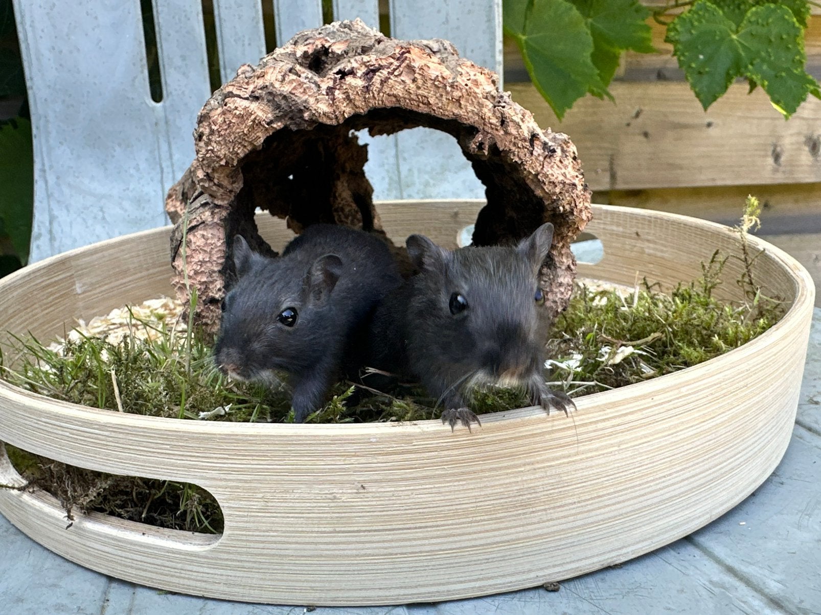 Tamme gerbils te koop! (Vrouwelijk), Juni, Vrouwelijk, Overige typen, Tam