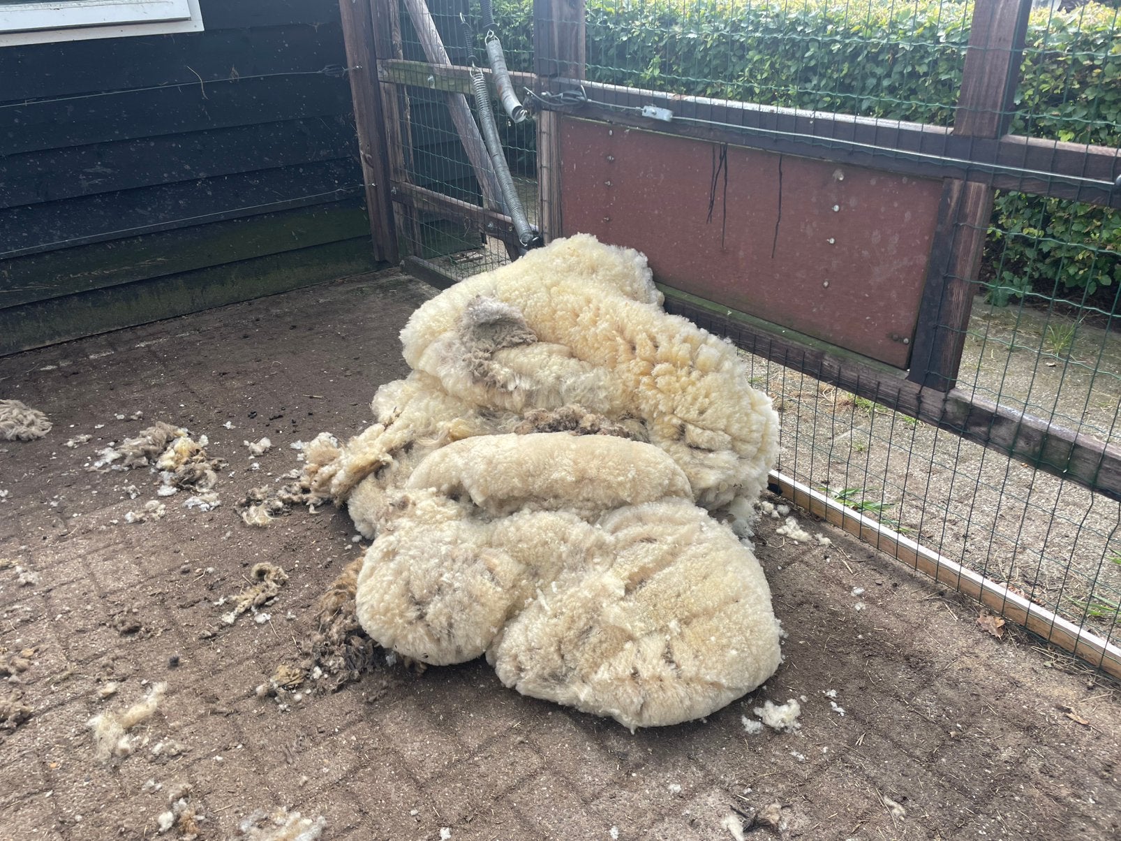 Gratis afhalen 4 vachten clun forest wol, Meerdere dieren, Schaap