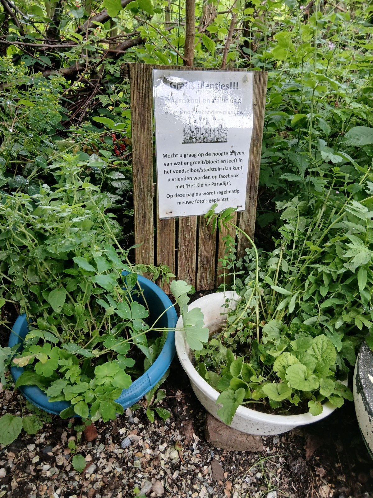 Gratis vaste inheemse planten, Weer actief in het Najaar., Tuin en Terras, Planten | Tuinplanten, Ophalen, Vaste plant, Overige soorten