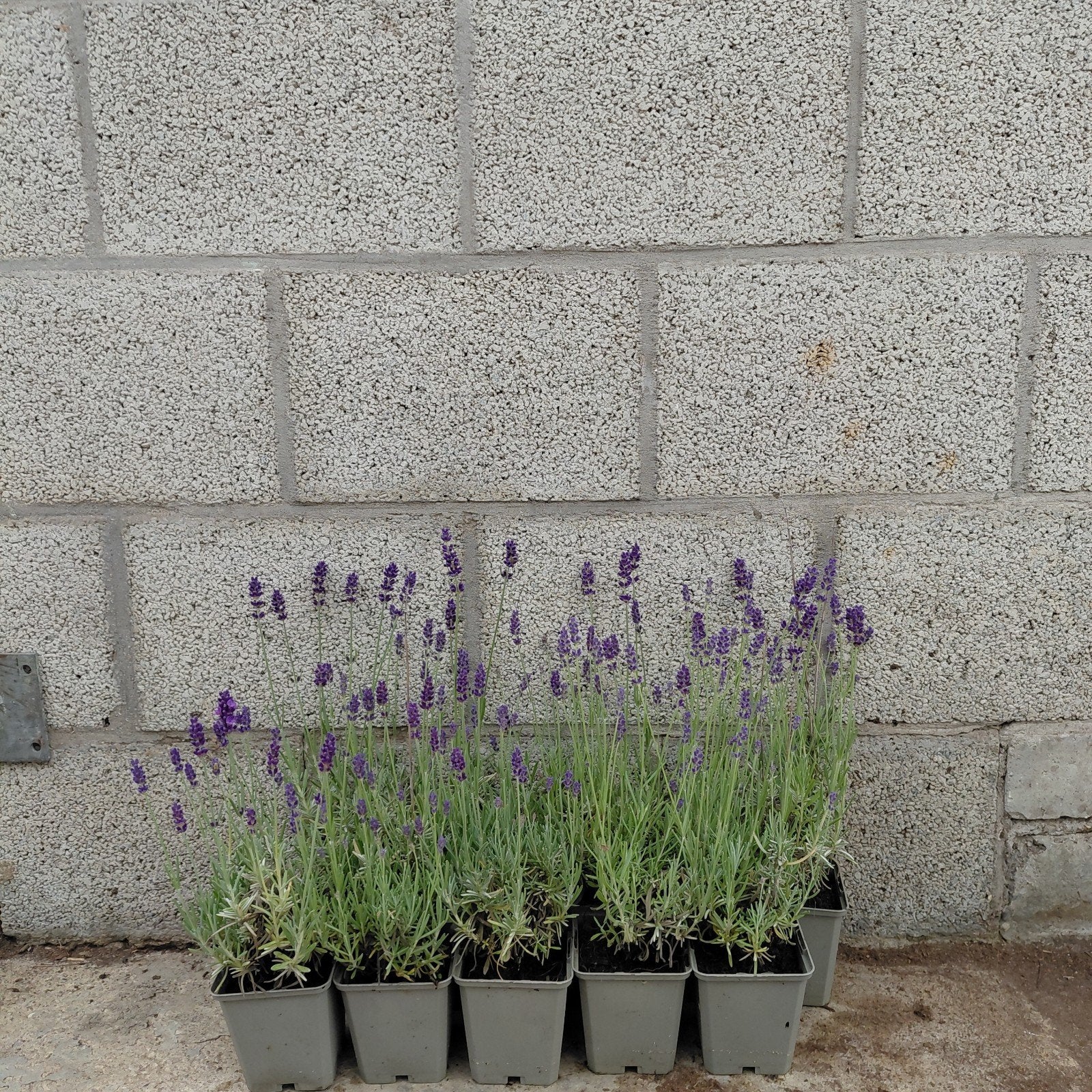 Paarse Lavendel 'Hidcote' P9 pot - Vanaf 10 stuks- Verzenden, Overige soorten, Volle zon, Vaste plant, Ophalen of Verzenden