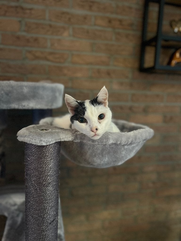Matty URGENTIE, Kater, Kortharig, 6 jaar of ouder