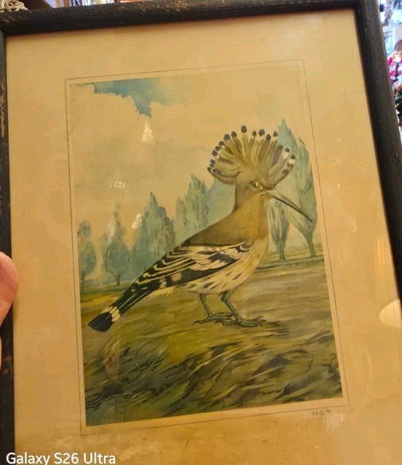 Vintage artmajeur Hoopoe Vogel pentekening afmt-32x25cm, Antiek en Kunst, Kunst | Tekeningen en Foto's, Ophalen of Verzenden