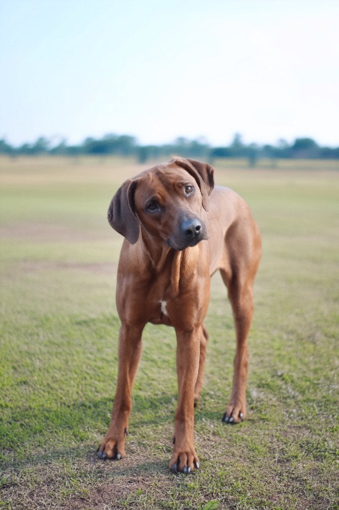 Rhodesian Ridgeback pups, Overige rassen, 8 tot 15 weken, Meerdere, Meerdere dieren