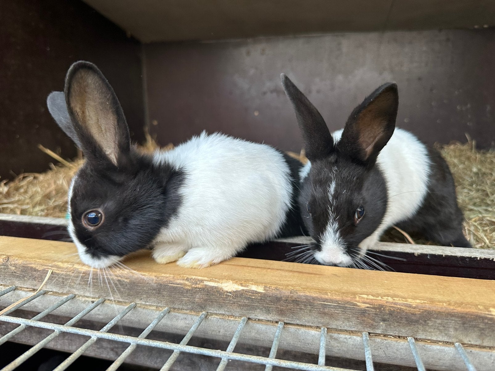 Jonge Hollanders zoeken een nieuw huisje, Dieren en Toebehoren, Konijnen, Mannelijk, Dwerg, 0 tot 2 jaar