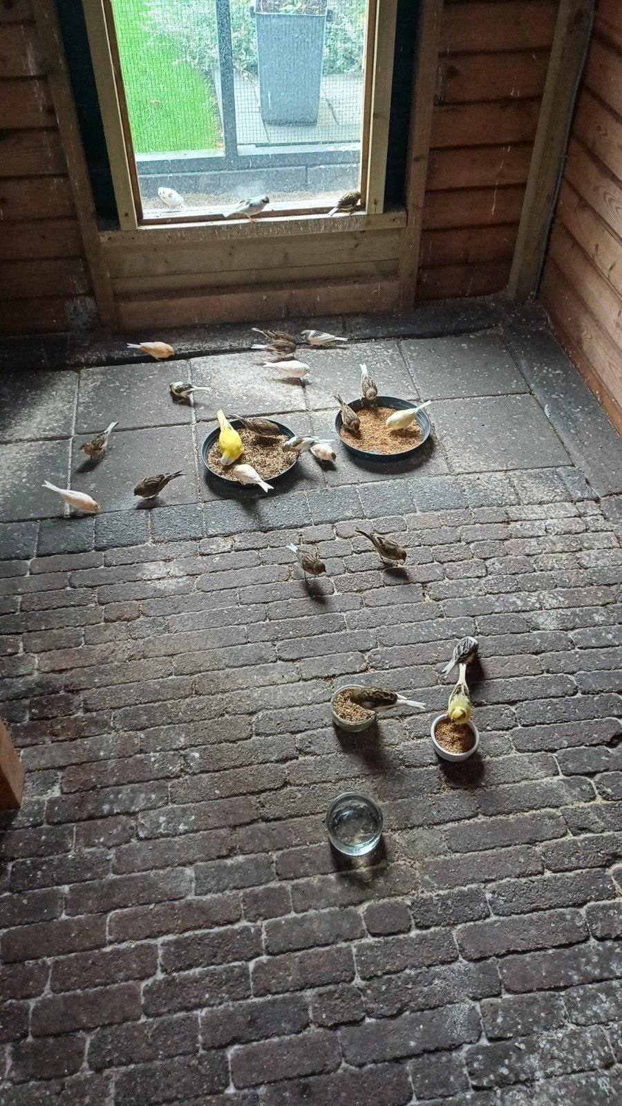 kanaries, Meerdere dieren