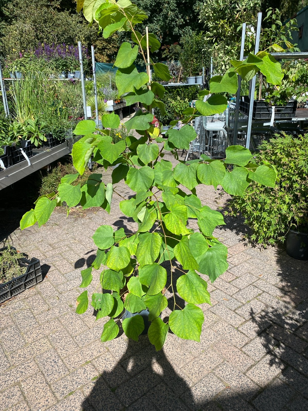 Cercis canadensis 'Hearts of Gold' - Judasboom, Ophalen, Lente, Overige soorten, Volle zon