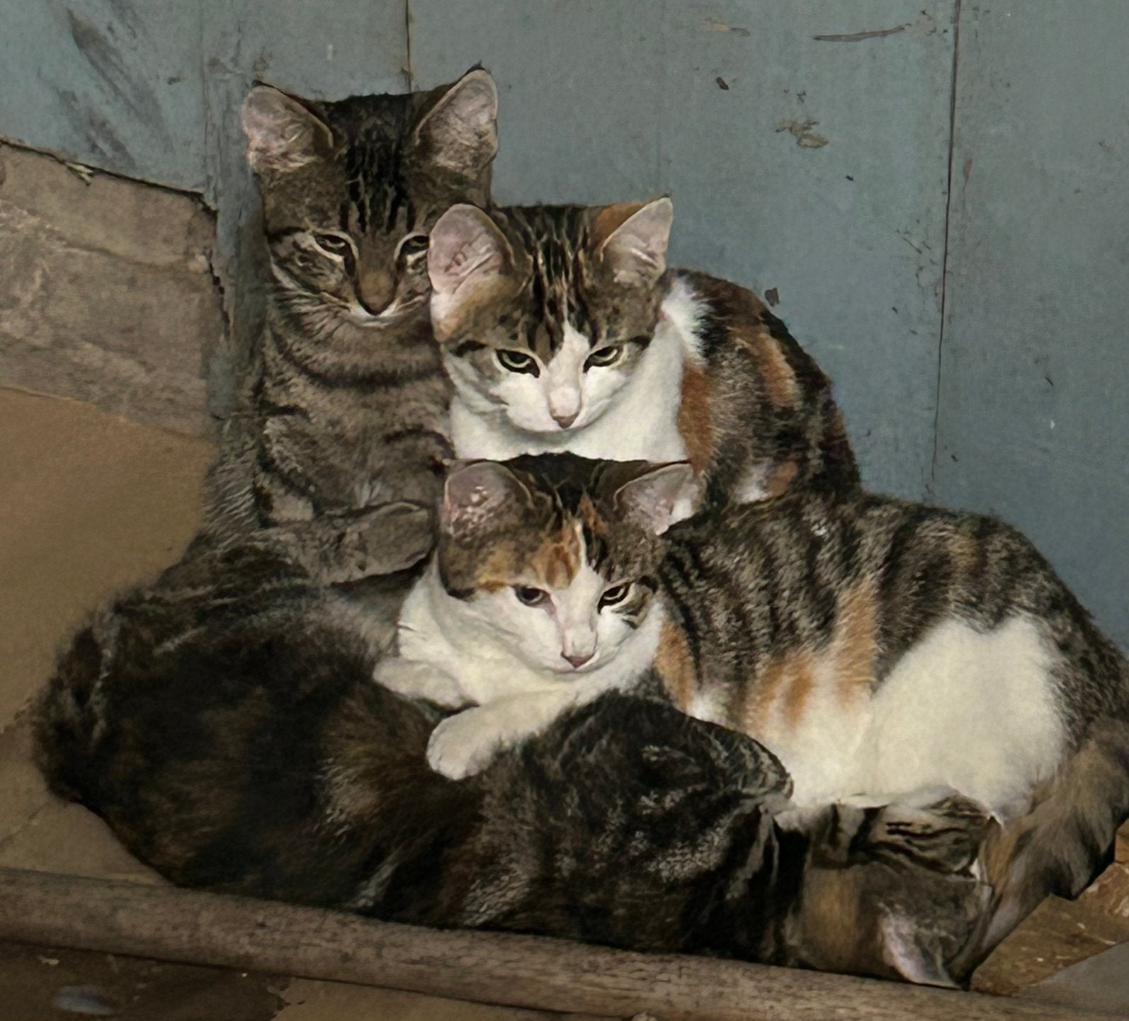 Vier lieve kittens zoeken een fijn huisje, Dieren en Toebehoren, Meerdere dieren, Kortharig, 0 tot 2 jaar