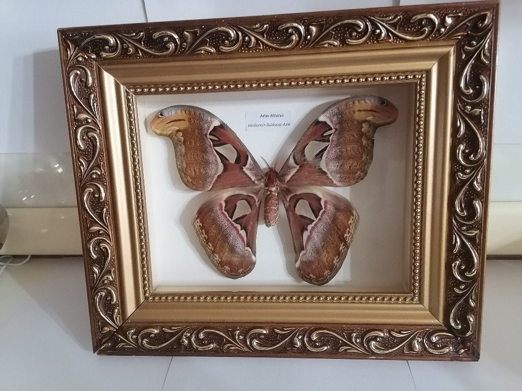 Taxidermy, Verzamelen, Dierenverzamelingen, Verzenden, Nieuw, Insect, Opgezet dier