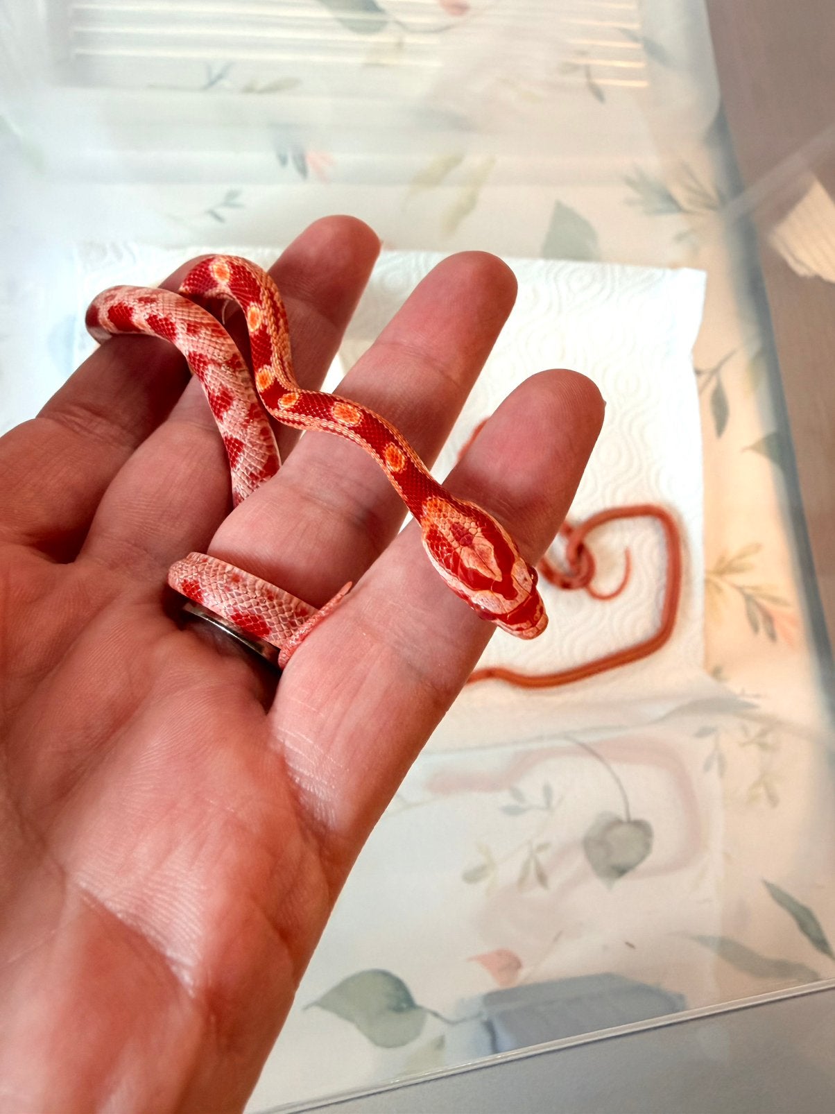 Jonge Amel Stripe korenslangen – geboren juli 2026 Corn Snake photo 8