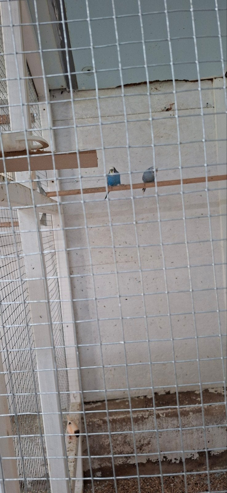 Te koop koppel parkieten geringt, Dieren en Toebehoren, Vogels | Parkieten en Papegaaien, Meerdere dieren, Parkiet
