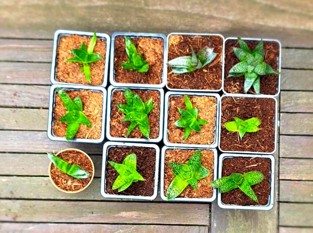 GRATIS Gasteria Flow: Stijlvol, Makkelijk & Luchtzuiverend, Ophalen, Zomer, Vaste plant