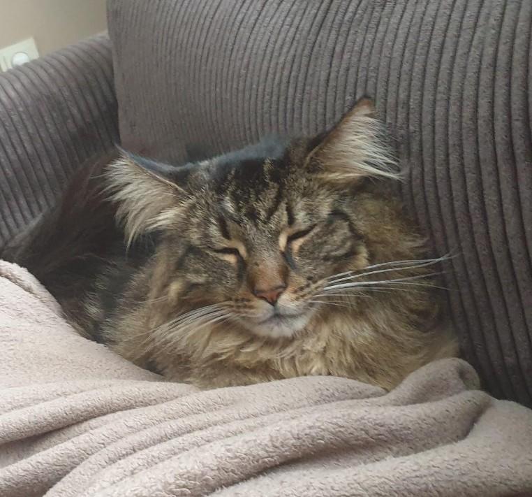 🐾Ervaren kattenoppas / dieren oppas aangeboden, Ophalen of Verzenden