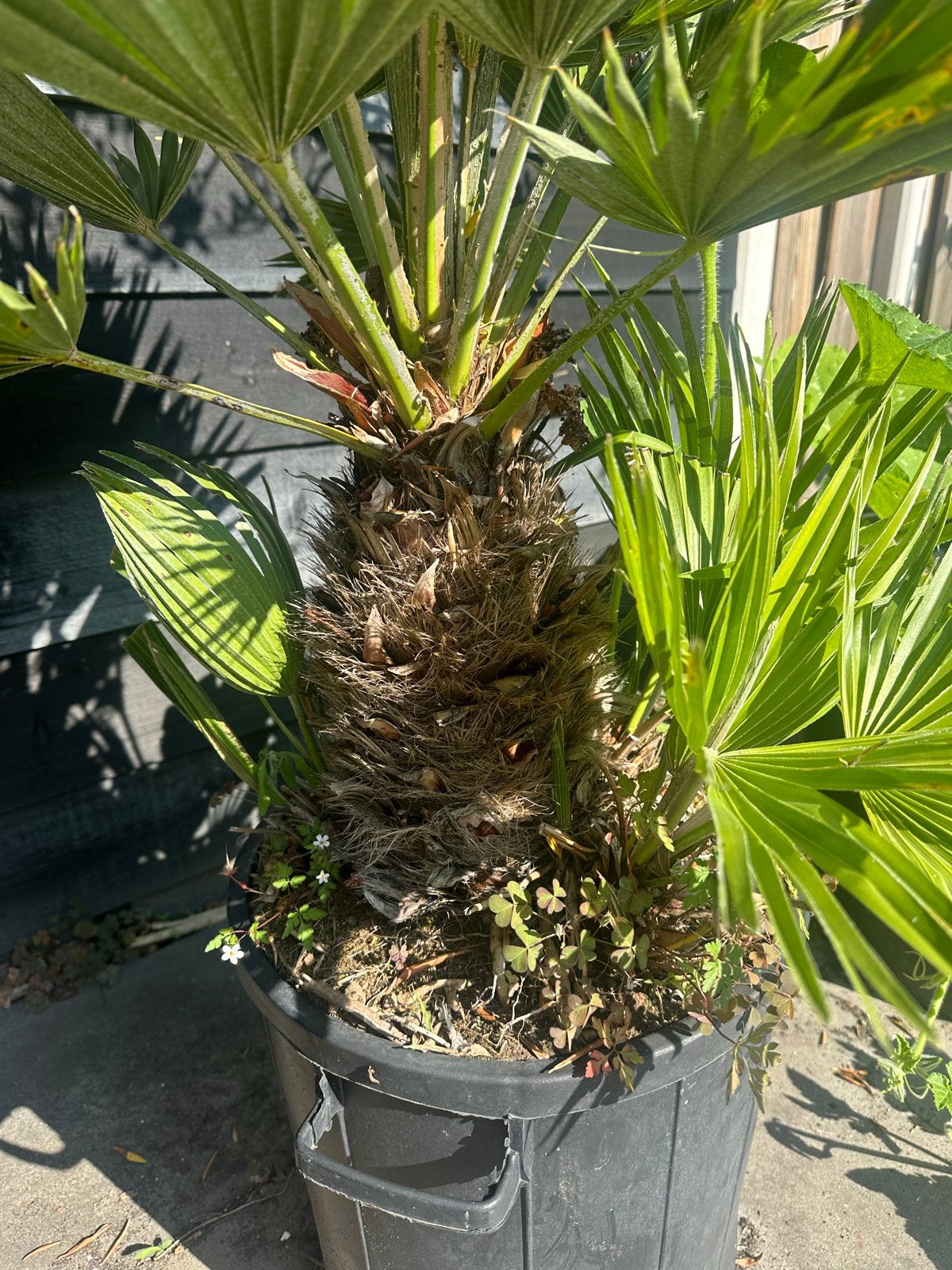 Chamearops Vulcano stam palm , oorsprong italië,, Overige soorten, Volle zon, Vaste plant, Ophalen of Verzenden