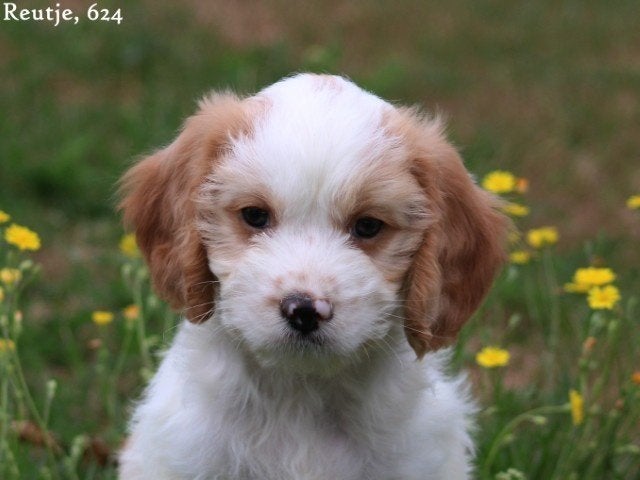 Leuke kruising Cavalier King Charles spaniel X Boomer pup, Nederland, Parvo, Overige rassen, 8 tot 15 weken