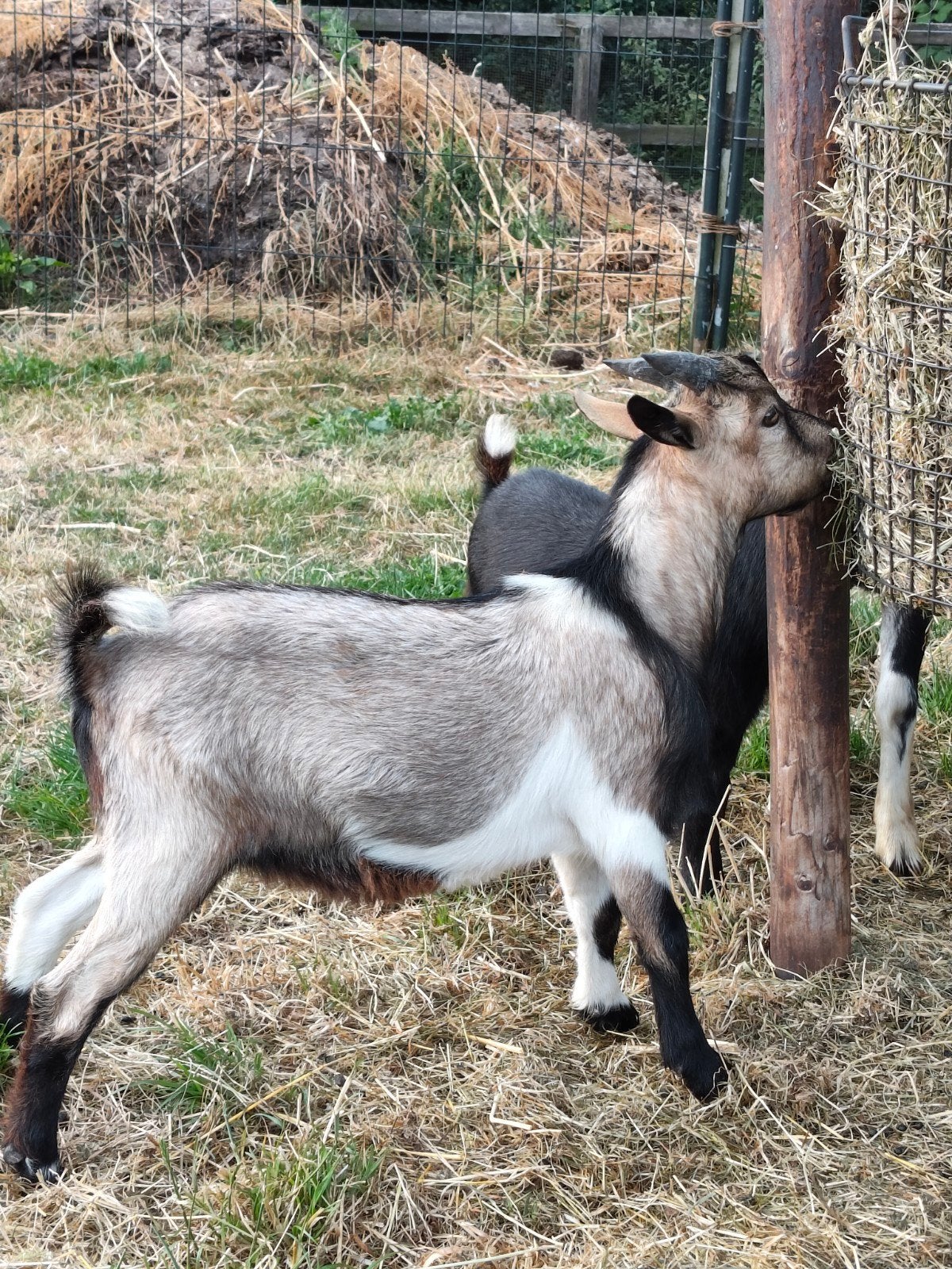 Te koop lief bokje., Dieren en Toebehoren, Schapen, Geiten en Varkens, Mannelijk, Geit
