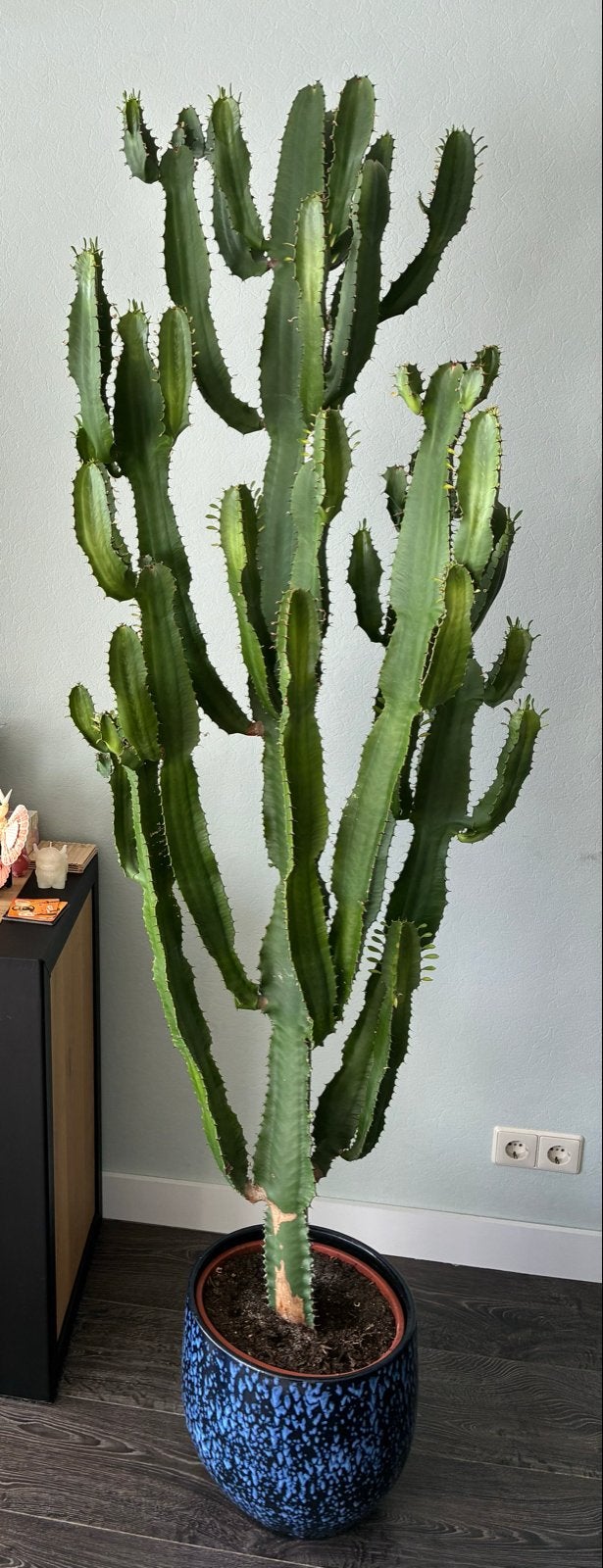 Grote Euphorbia ingens, Ophalen, 150 tot 200 cm, In pot, Cactus