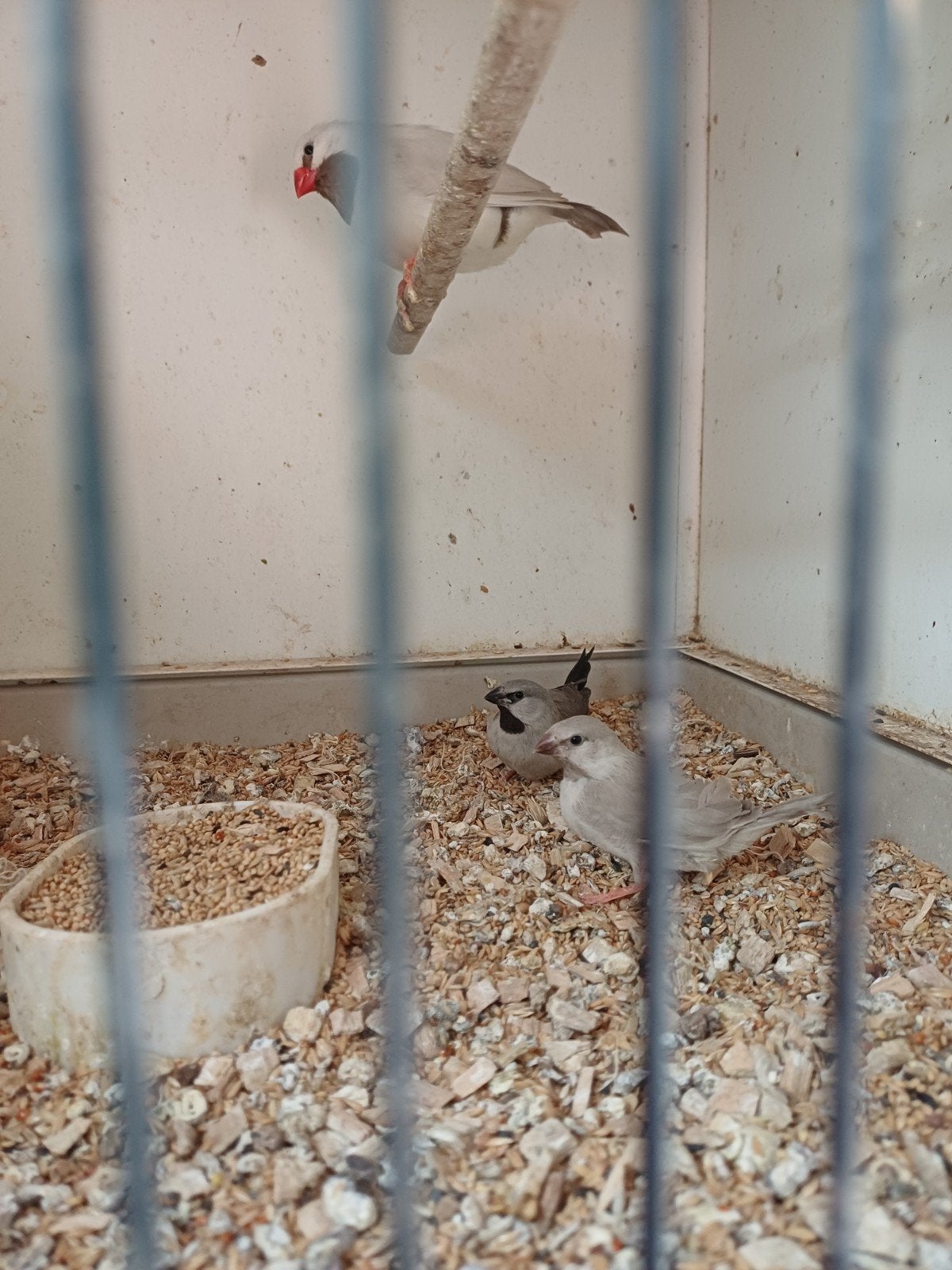 Spitstaart amadine mokkagrijs 2026., Dieren en Toebehoren, Meerdere dieren, Tropenvogel