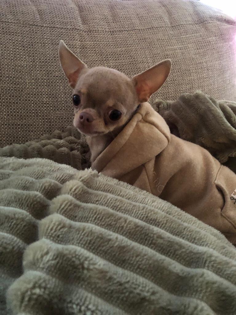 Chihuahua te koop, België, Particulier, Reu, 1 tot 2 jaar