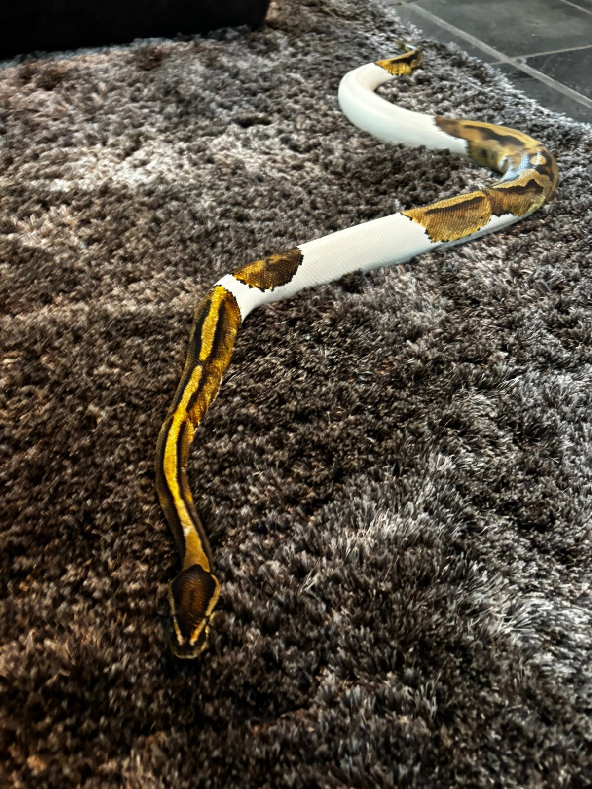 Koningspython Ball Python photo 5