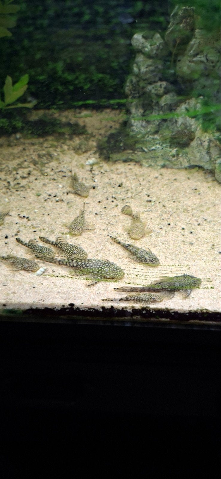 ancistrussen /  borstelneus, Dieren en Toebehoren, Vis, Zoetwatervis
