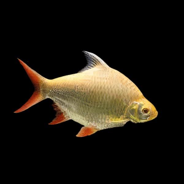 Albino tinfoil barbelen. 5 stuks, Vis
