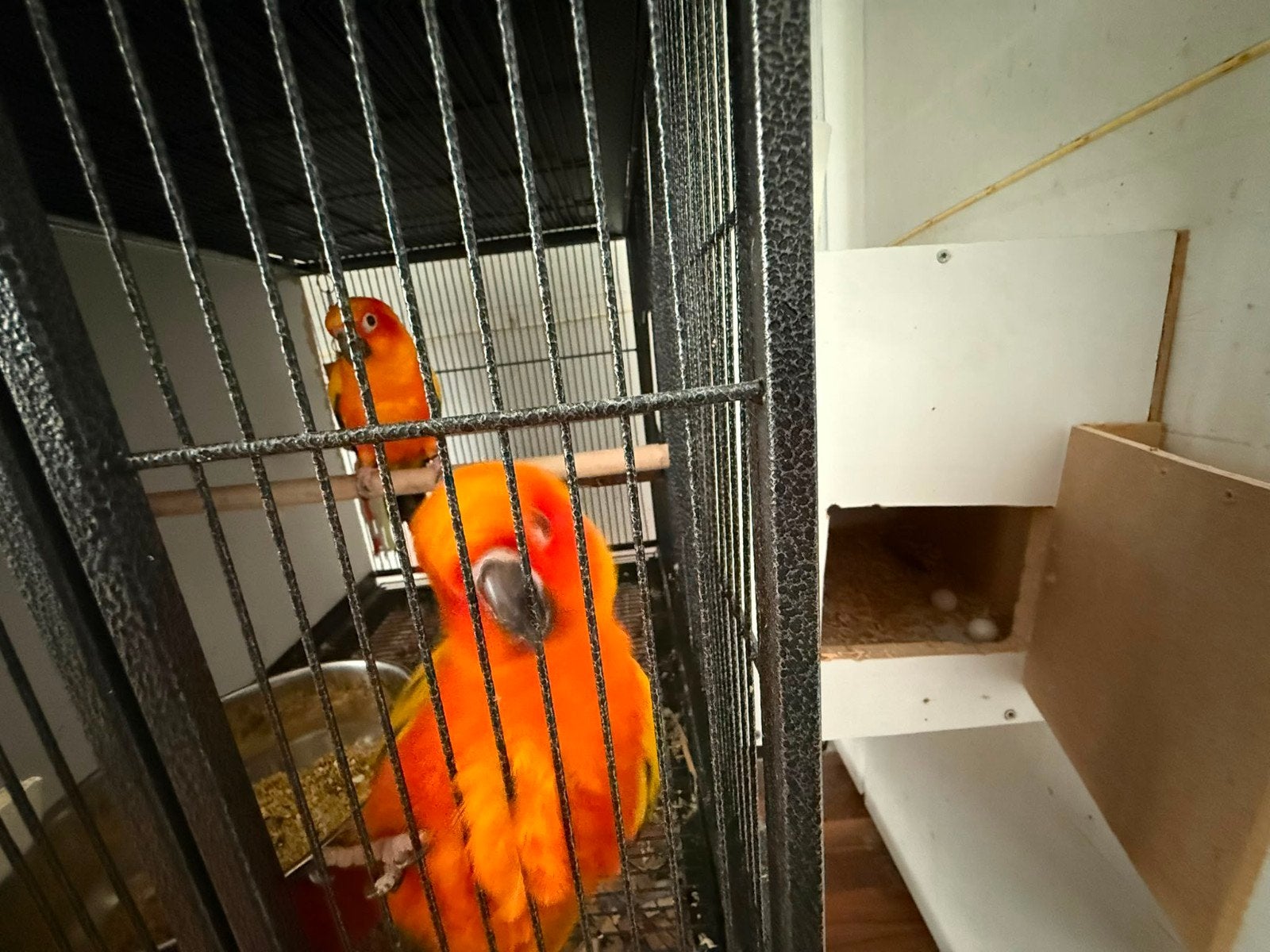 Een koppel zonparkieten, Meerdere dieren
