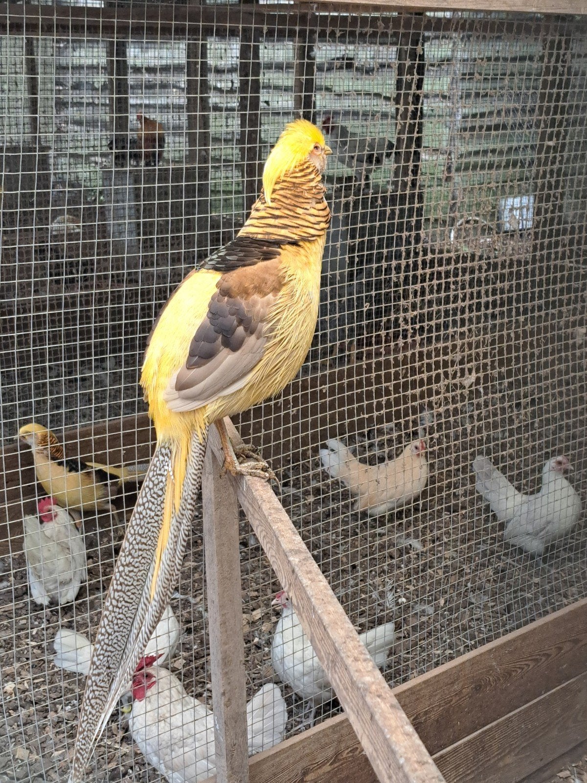 Duiven-Fazanten-Pauwen-Eenden-Kippen-Zie advertentie., Dieren en Toebehoren, Vogels | Overige Vogels, Meerdere dieren, Geringd