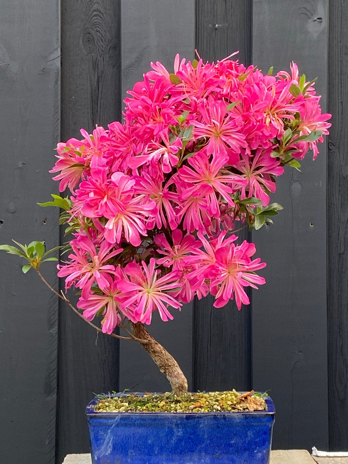 Prachtige Azalea Bonsai - Roze Bloemen hanabin azalea, Vaste plant, Halfschaduw, Lente, Ophalen